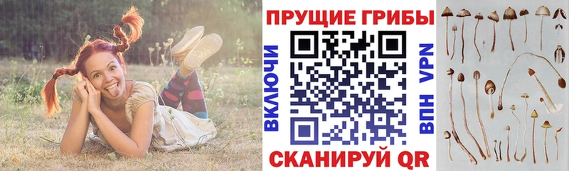 omg маркетплейс  Катав-Ивановск  Галлюциногенные грибы Cubensis  где купить  